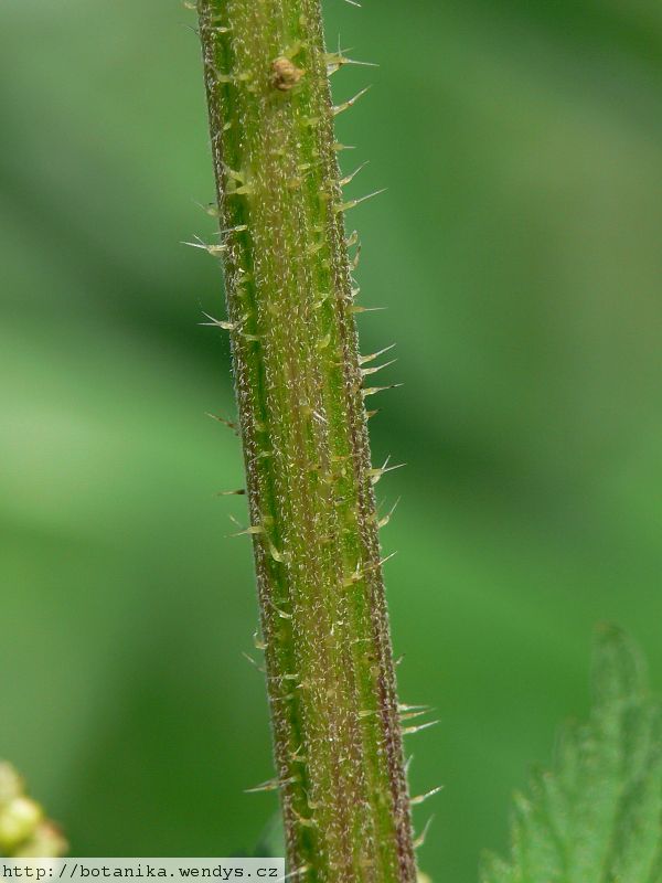 Kopřiva nať řezaná